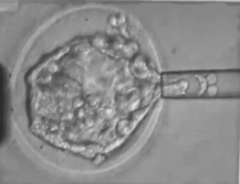 胚画像